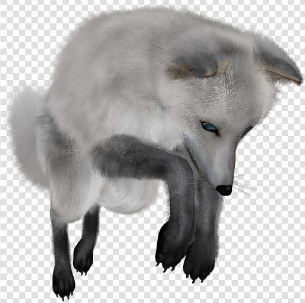 Detail Arctic Fox Png Nomer 40