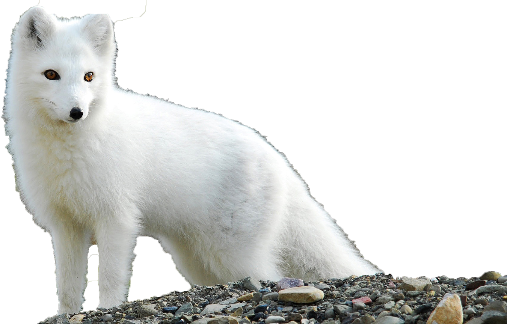 Detail Arctic Fox Png Nomer 7