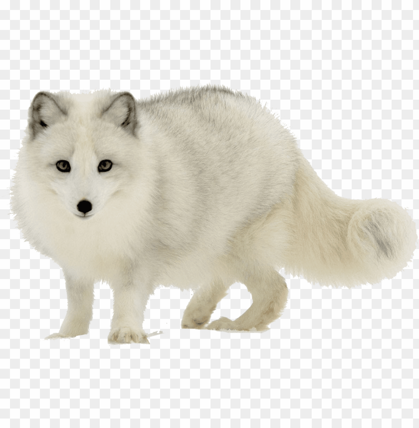 Detail Arctic Fox Png Nomer 8