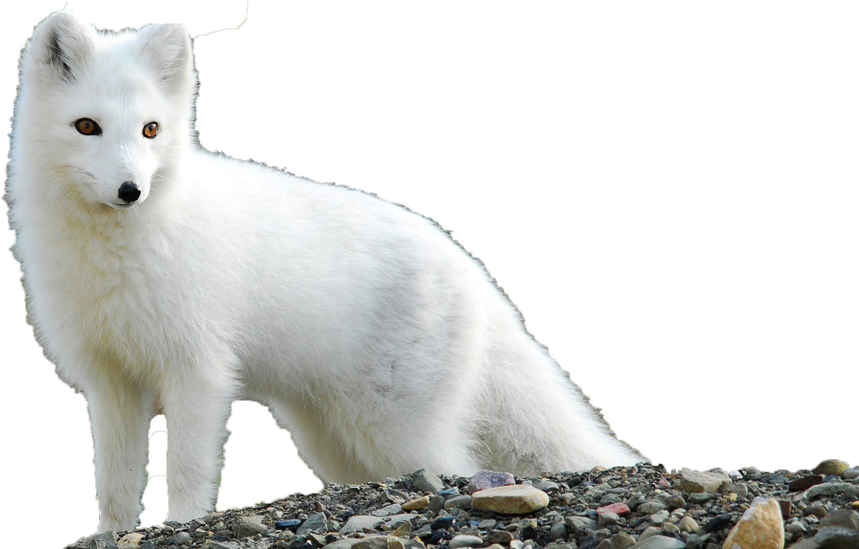 Detail Arctic Fox Transparent Nomer 7