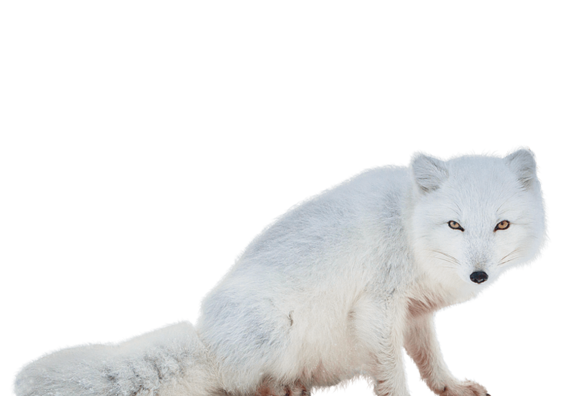 Detail Arctic Fox Transparent Nomer 10