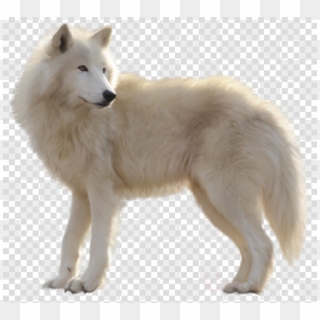 Detail Arctic Wolf Clipart Nomer 11