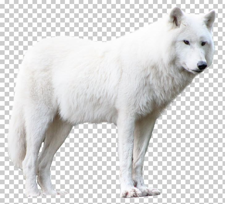 Detail Arctic Wolf Clipart Nomer 12