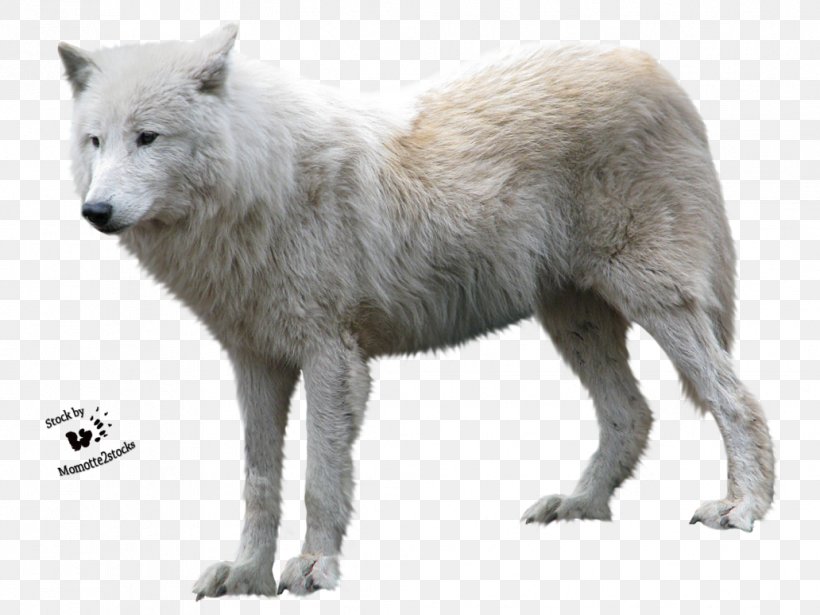 Detail Arctic Wolf Clipart Nomer 10