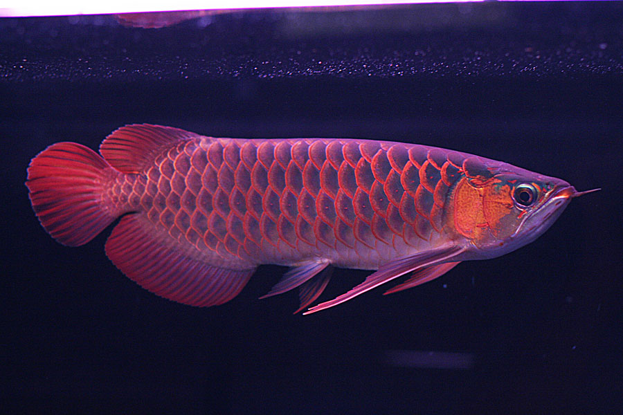 Detail Arowana Wallpaper Hd Nomer 20