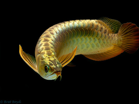 Detail Arowana Wallpaper Hd Nomer 21