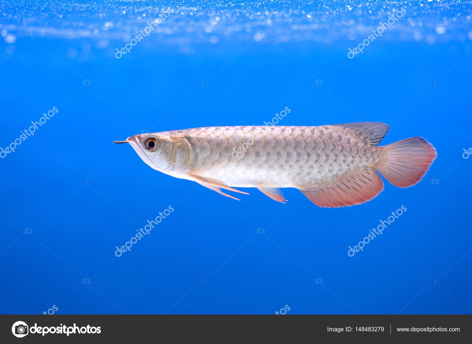 Detail Arowana Wallpaper Hd Nomer 30