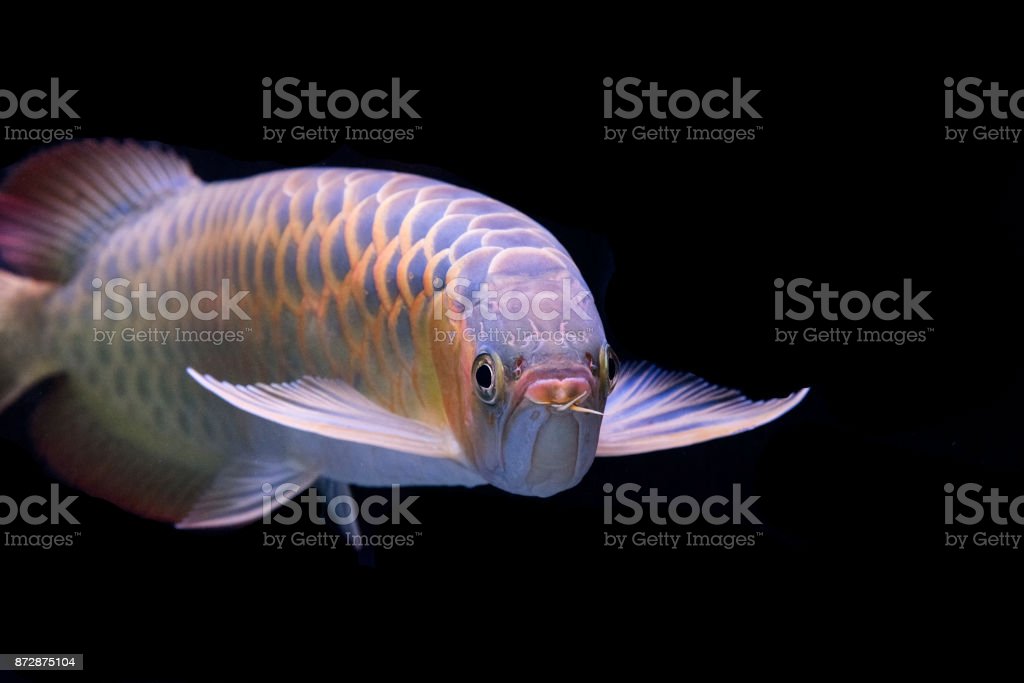 Detail Arowana Wallpaper Hd Nomer 31