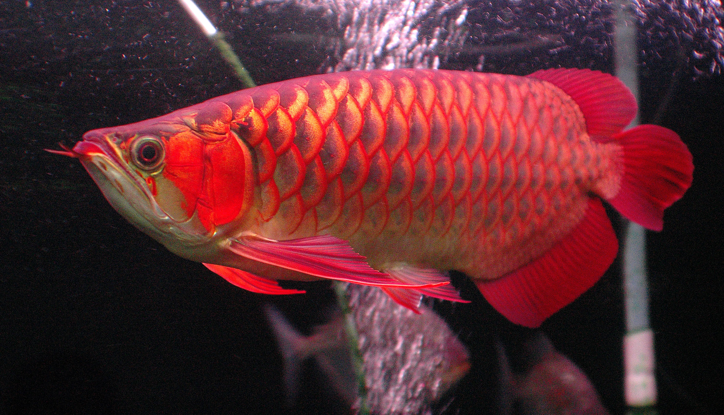 Detail Arowana Wallpaper Hd Nomer 36