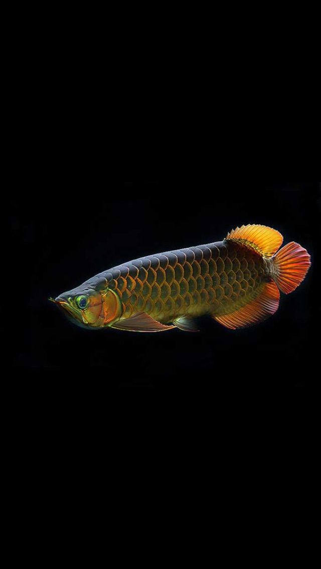 Detail Arowana Wallpaper Hd Nomer 38