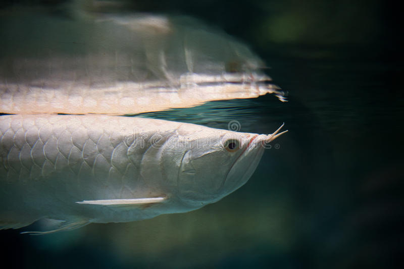 Detail Arowana Wallpaper Hd Nomer 39