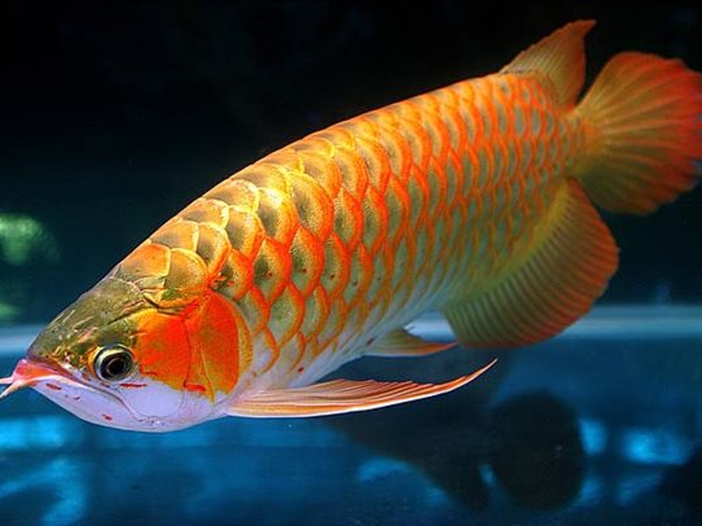 Detail Arowana Wallpaper Hd Nomer 40