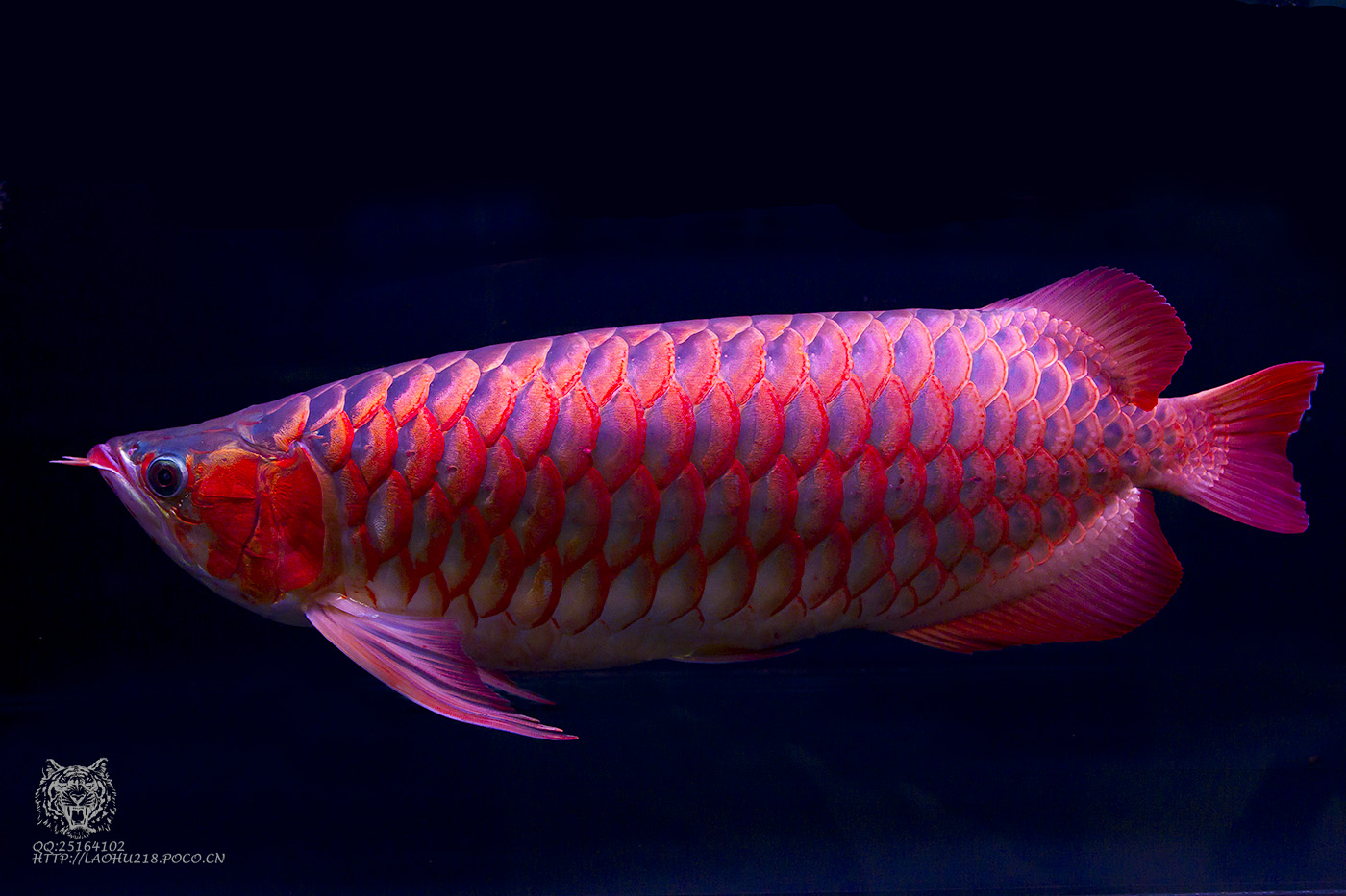 Detail Arowana Wallpaper Hd Nomer 44