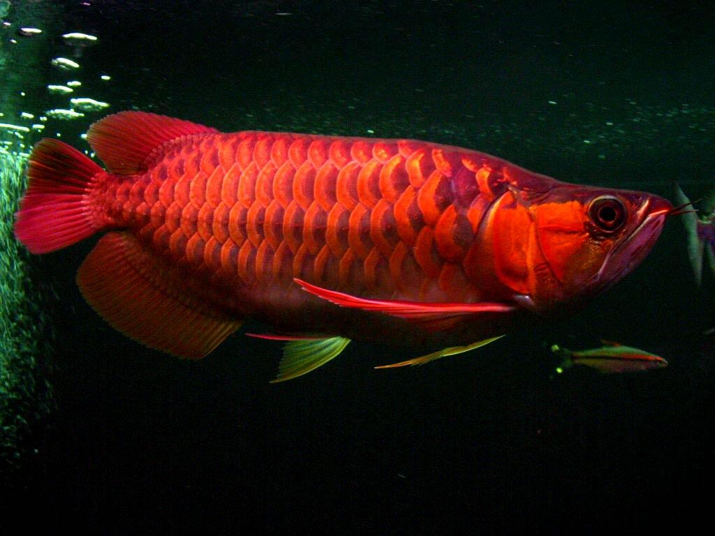 Detail Arowana Wallpaper Hd Nomer 6