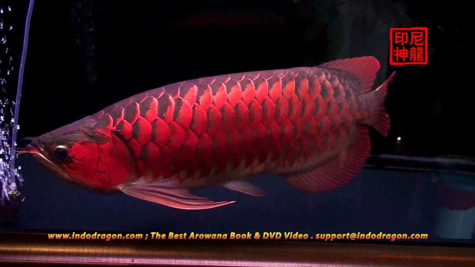 Detail Arowana Wallpaper Hd Nomer 50