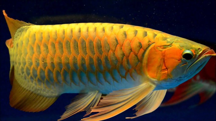 Detail Arowana Wallpaper Hd Nomer 7