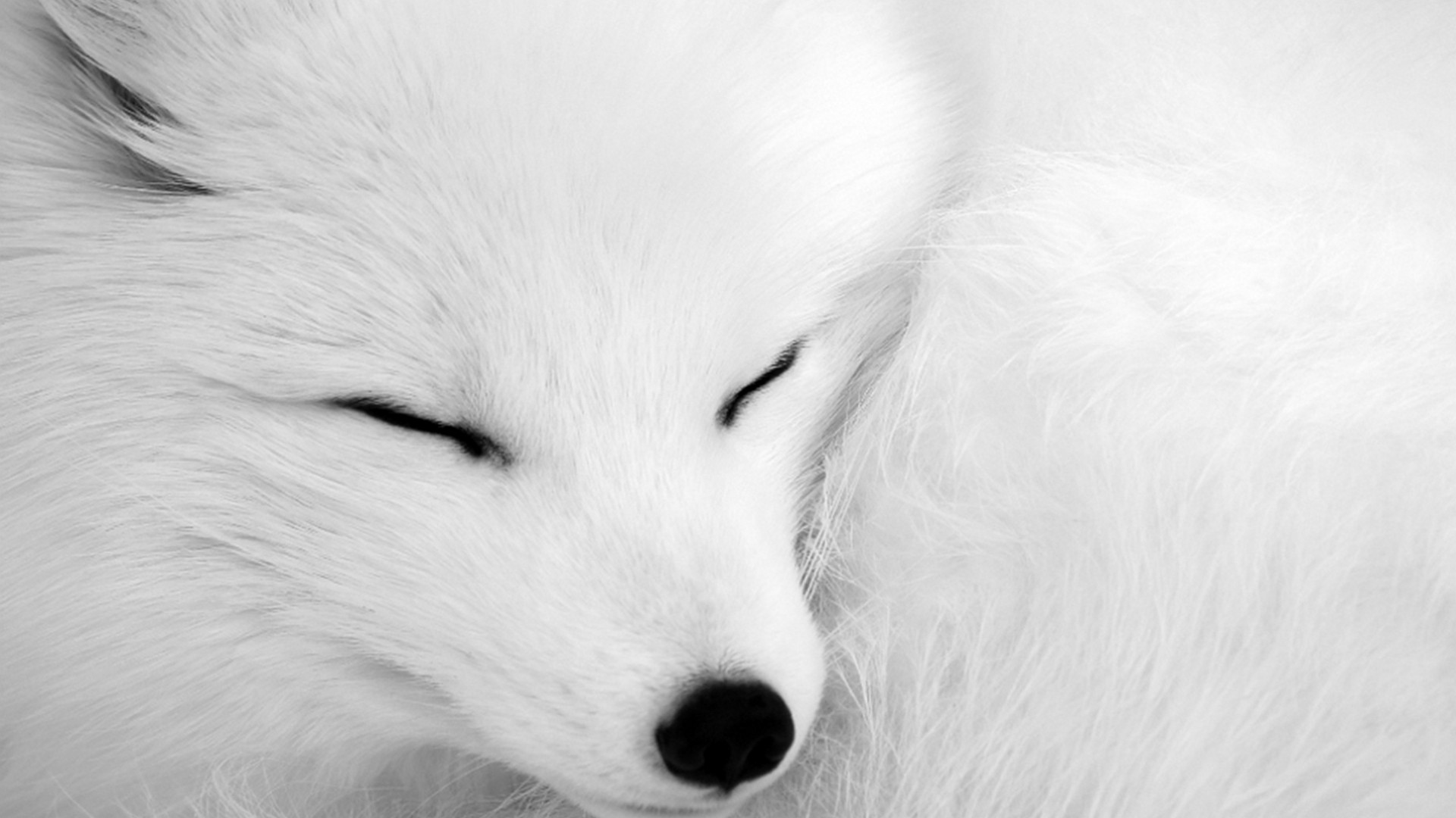 Detail Art Arctic Fox Wallpaper Nomer 55