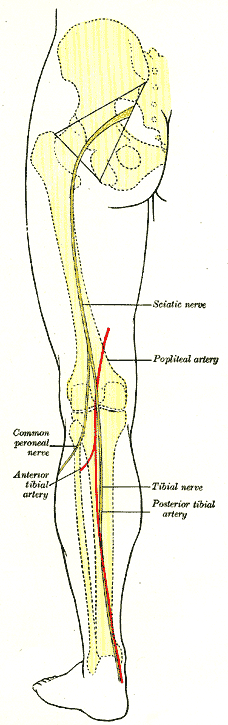 Arteri Tibialis Posterior - KibrisPDR
