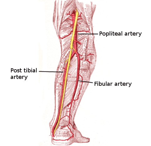Detail Arteri Tibialis Posterior Nomer 2