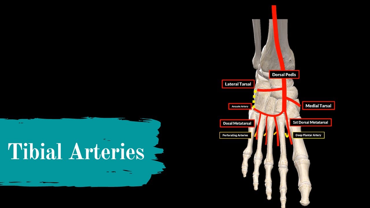 Detail Arteri Tibialis Posterior Nomer 11