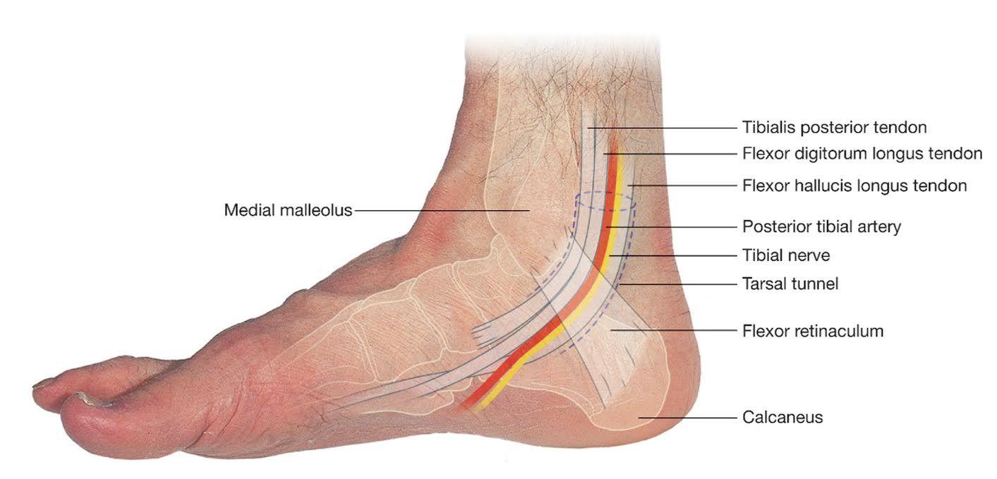 Detail Arteri Tibialis Posterior Nomer 12