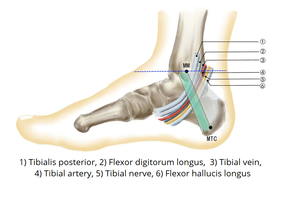 Detail Arteri Tibialis Posterior Nomer 15