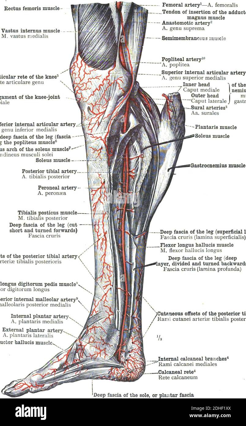 Detail Arteri Tibialis Posterior Nomer 18