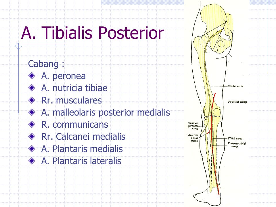 Detail Arteri Tibialis Posterior Nomer 22