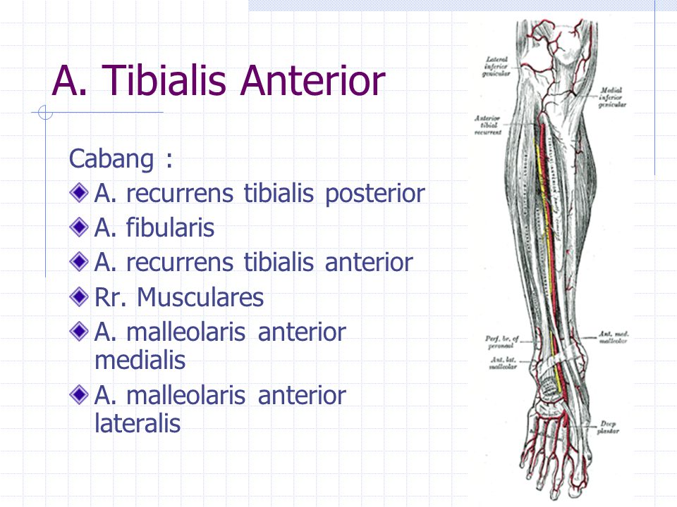 Detail Arteri Tibialis Posterior Nomer 31