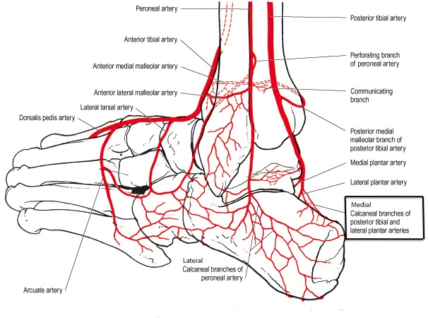 Detail Arteri Tibialis Posterior Nomer 35