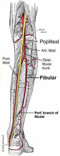 Detail Arteri Tibialis Posterior Nomer 6