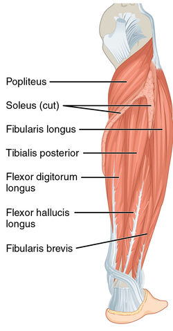 Detail Arteri Tibialis Posterior Nomer 49