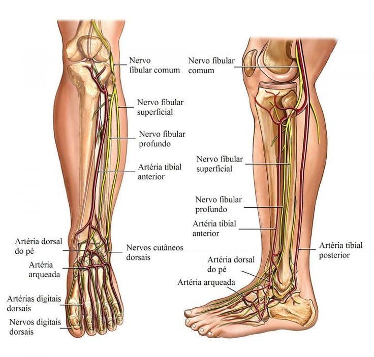 Detail Arteri Tibialis Posterior Nomer 51