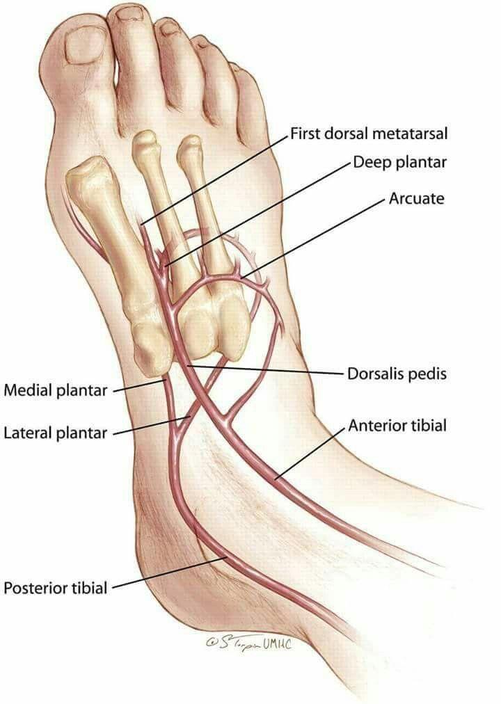 Detail Arteri Tibialis Posterior Nomer 54