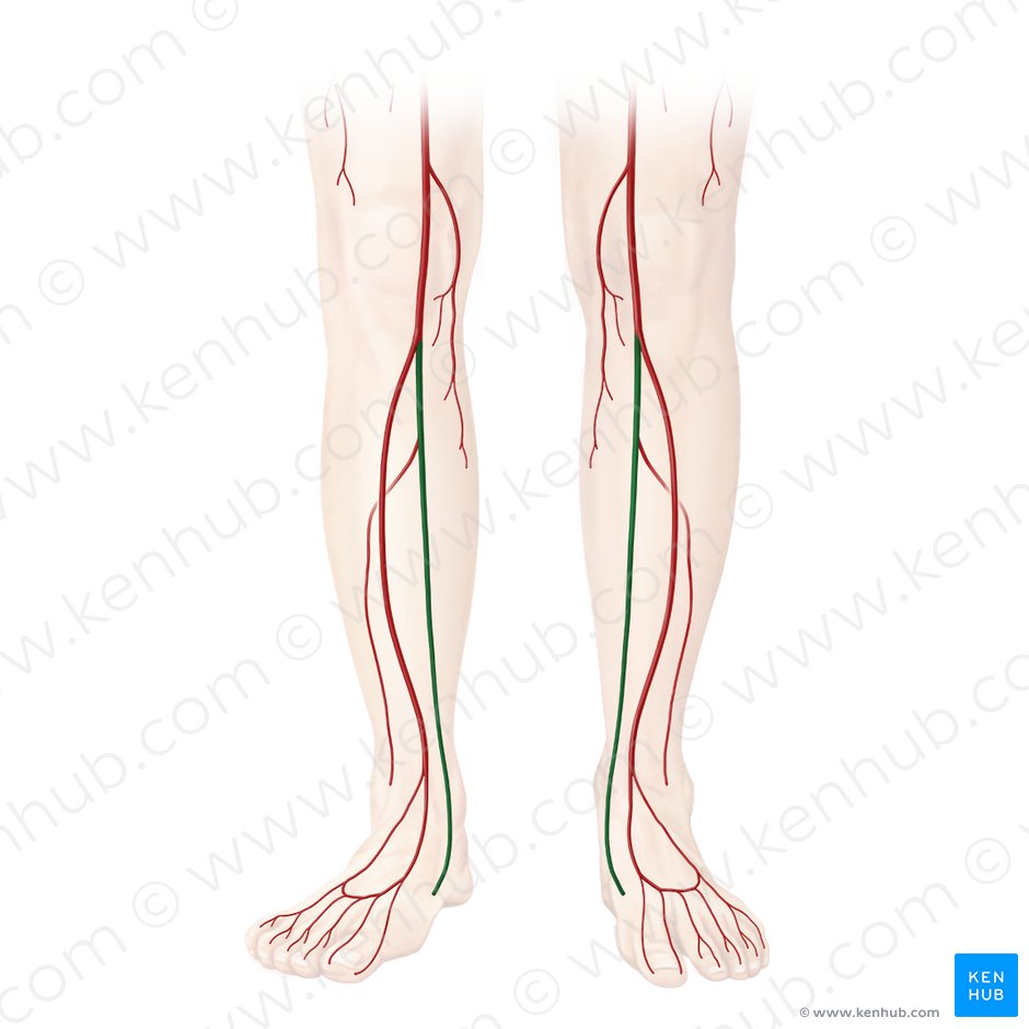 Detail Arteri Tibialis Posterior Nomer 7