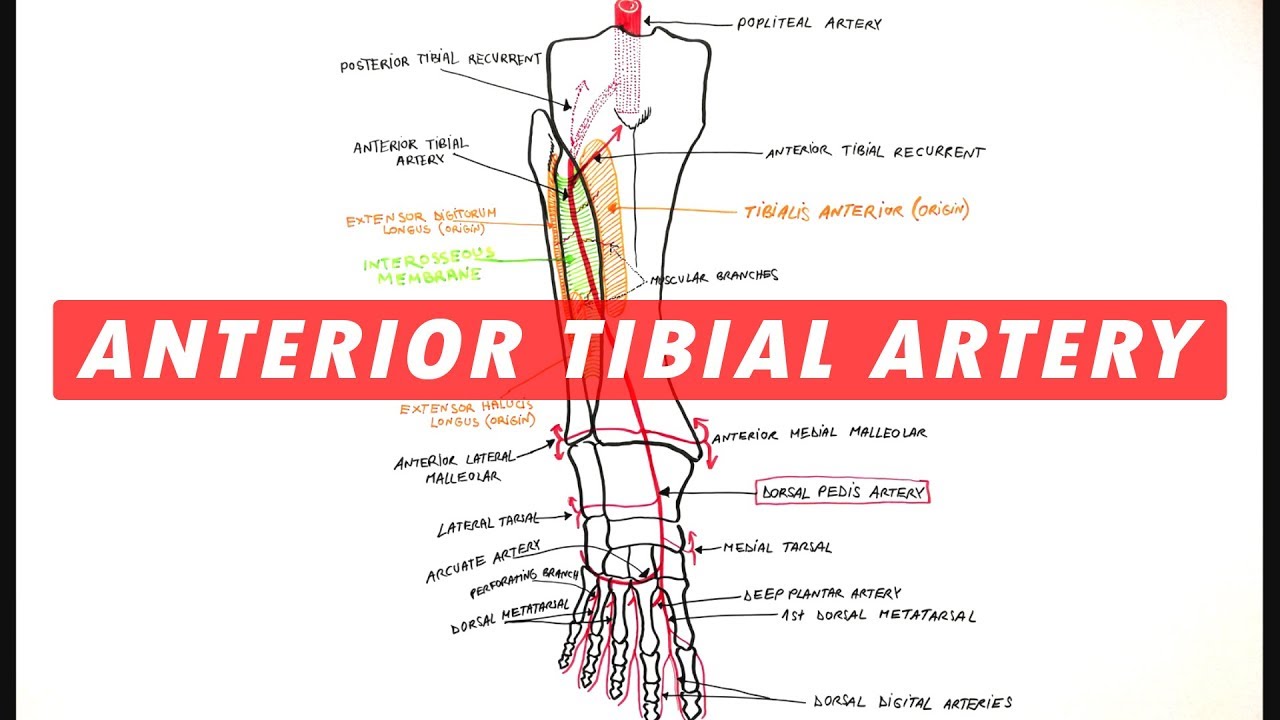 Detail Arteri Tibialis Posterior Nomer 10