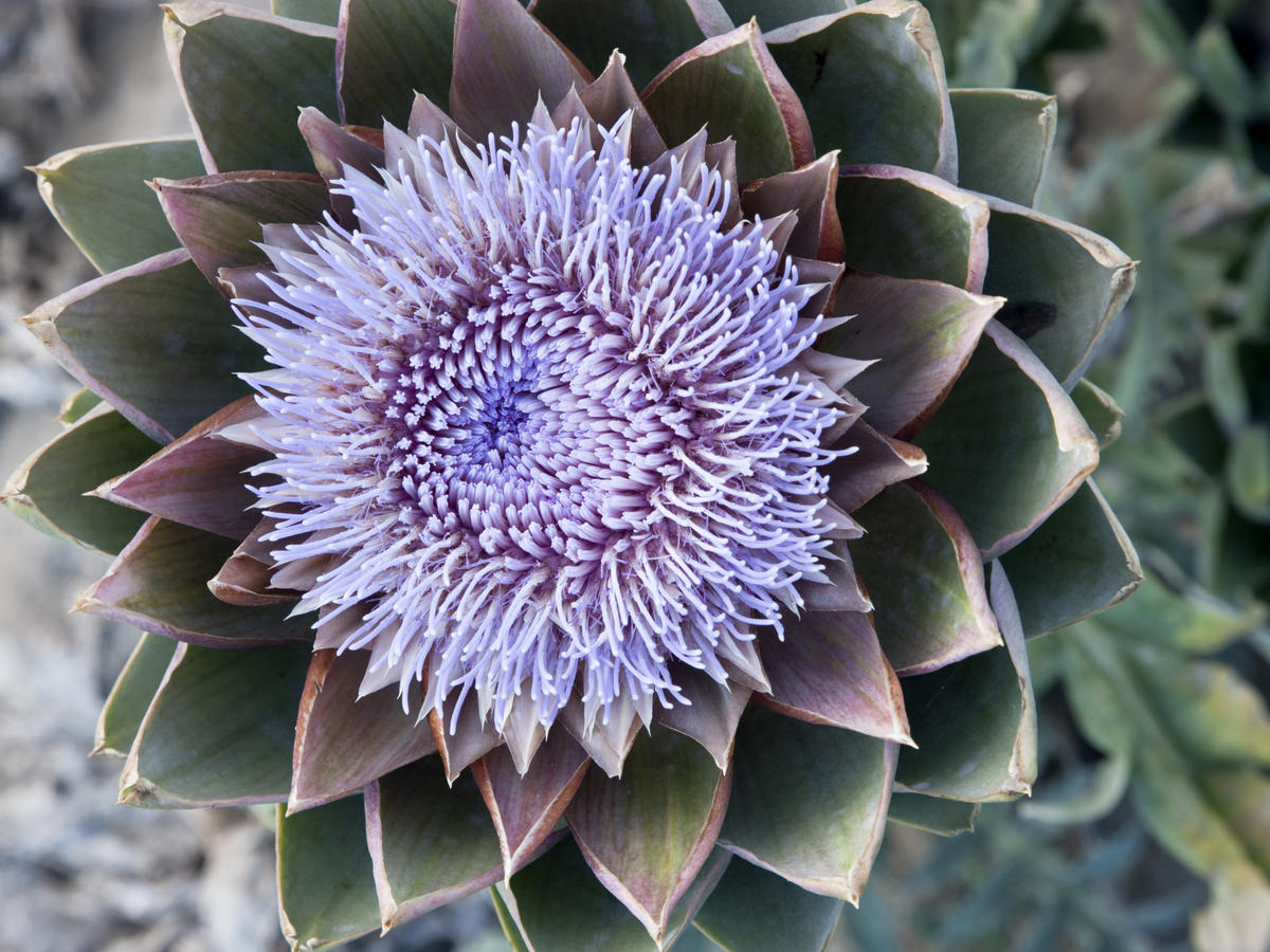 Artichoke Bloom Images - KibrisPDR