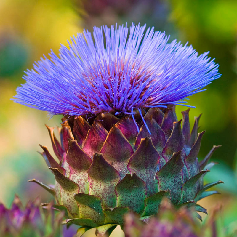 Detail Artichoke Bloom Images Nomer 2