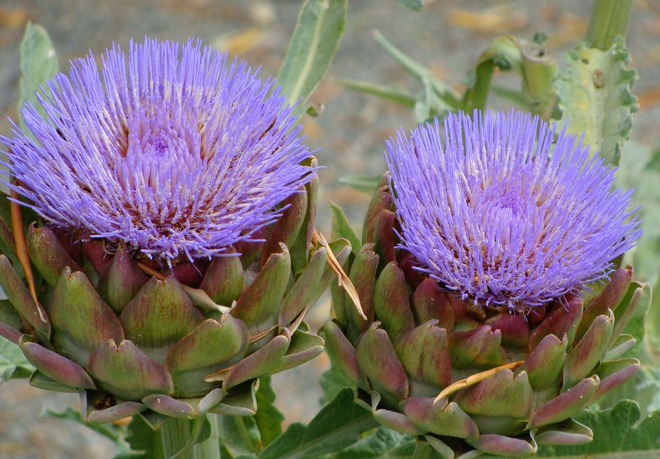 Detail Artichoke Bloom Images Nomer 11