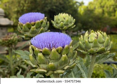 Detail Artichoke Bloom Images Nomer 16