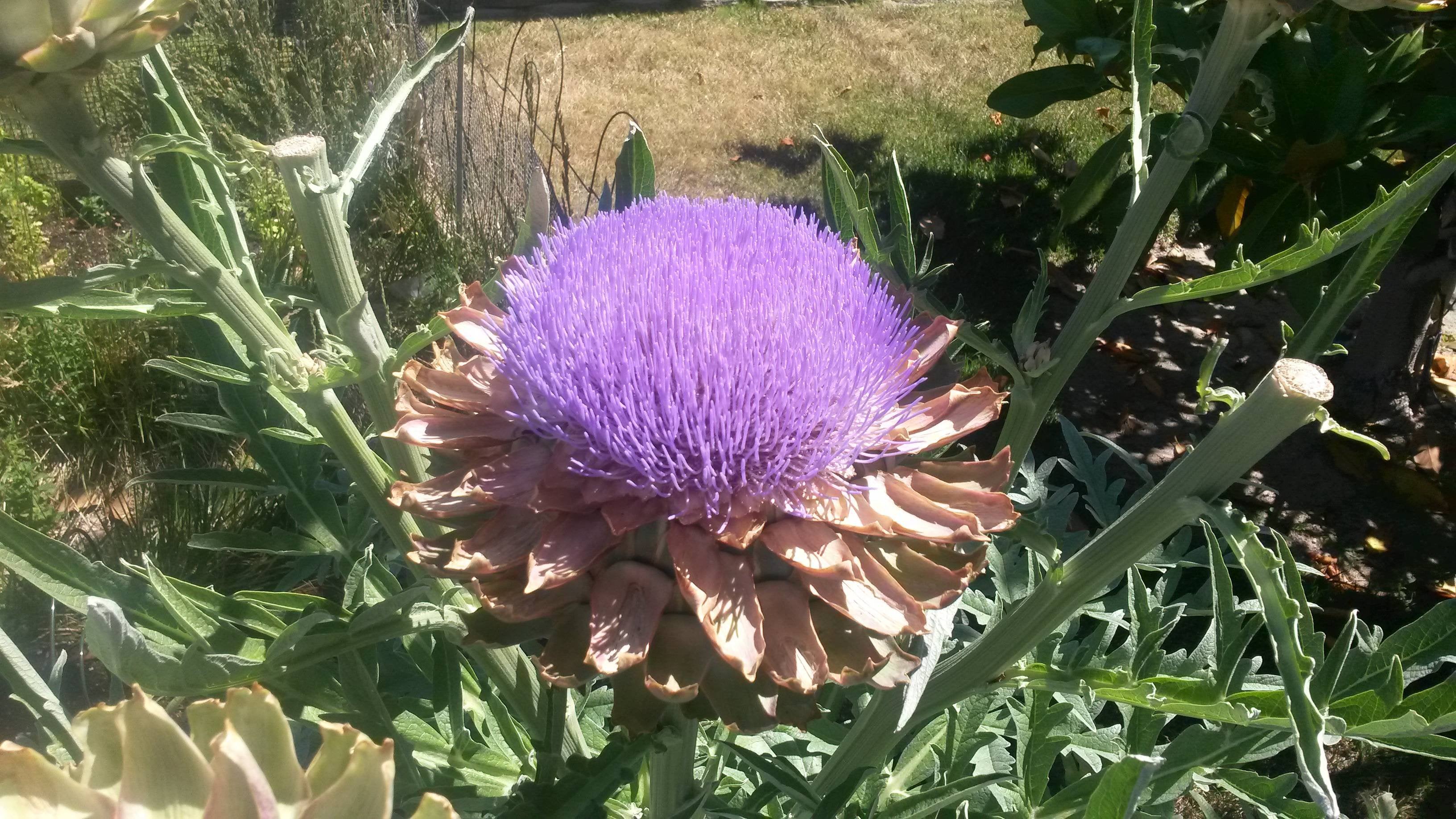 Detail Artichoke Bloom Images Nomer 26