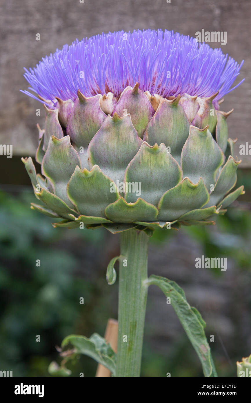 Detail Artichoke Bloom Images Nomer 42