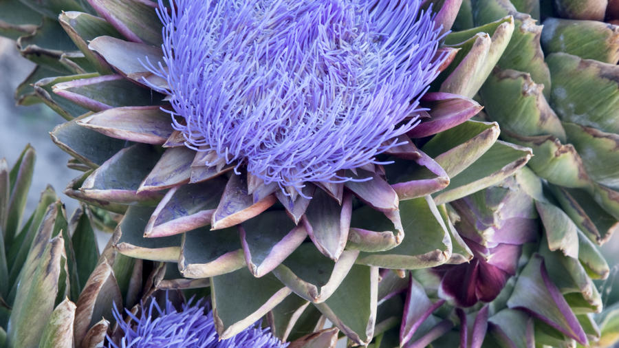 Detail Artichoke Bloom Images Nomer 8