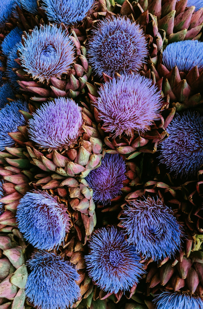 Detail Artichoke Flower Images Nomer 12