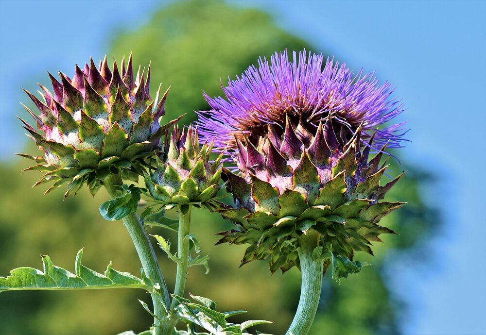 Detail Artichoke Flower Images Nomer 14