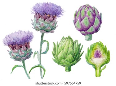 Detail Artichoke Flower Images Nomer 18