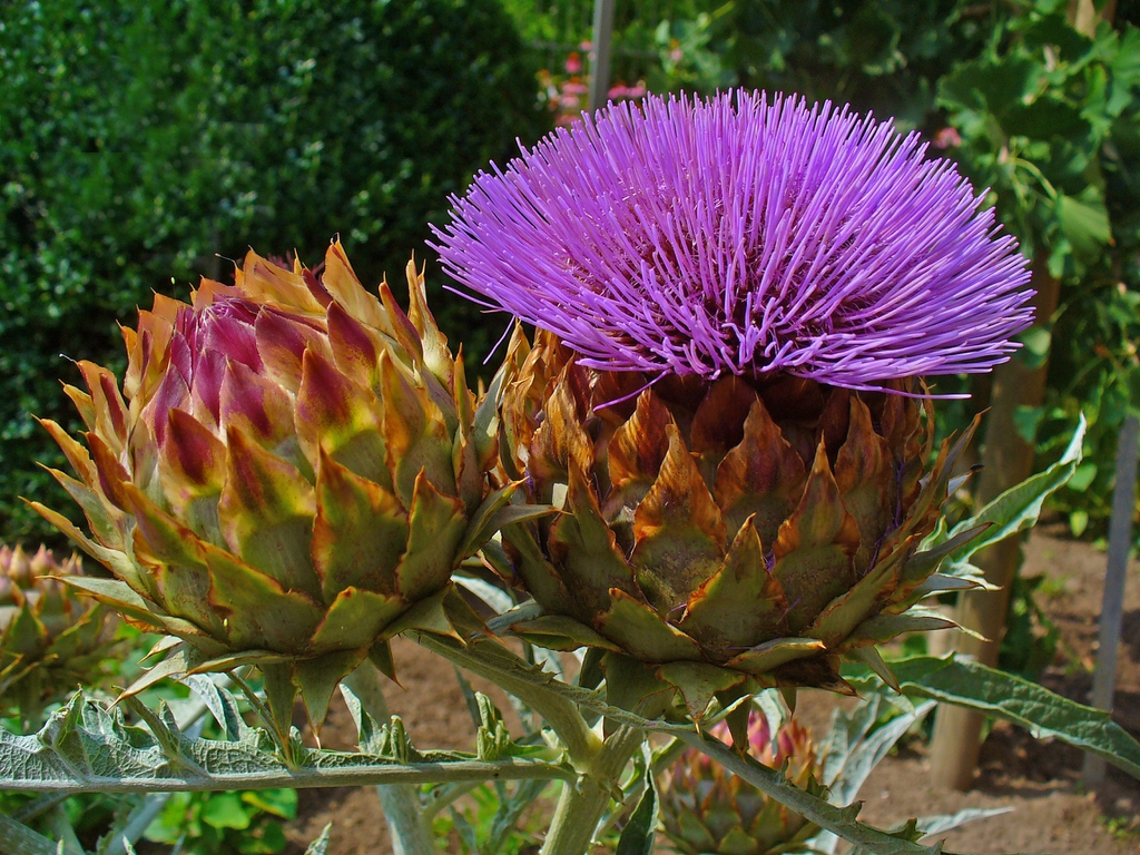 Detail Artichoke Flower Images Nomer 3