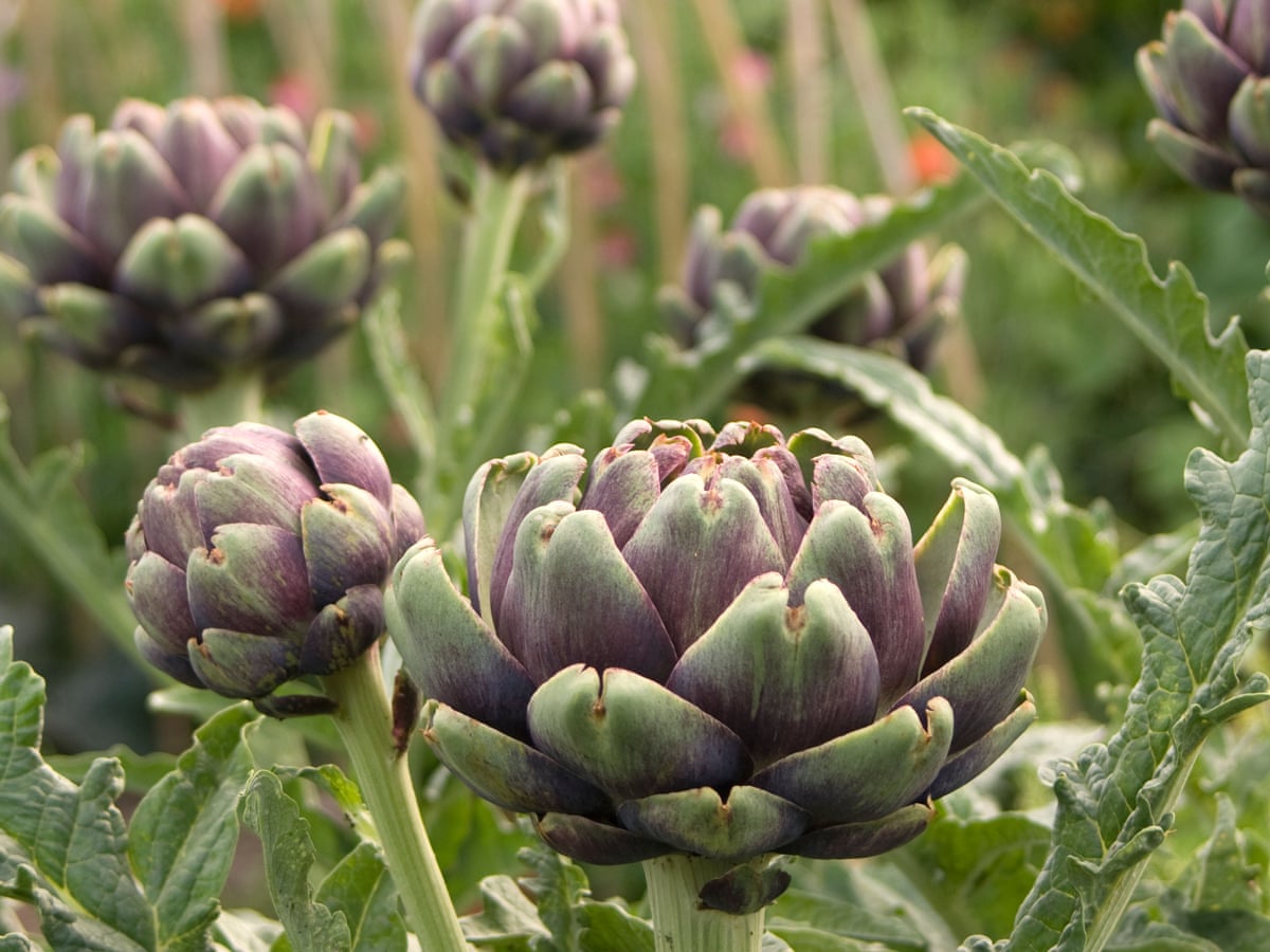 Detail Artichoke Flower Images Nomer 23