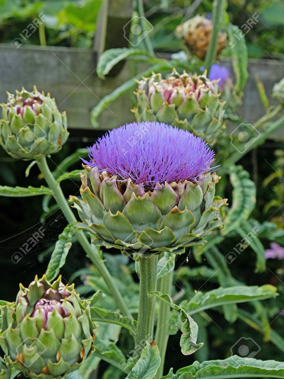 Detail Artichoke Flower Images Nomer 24