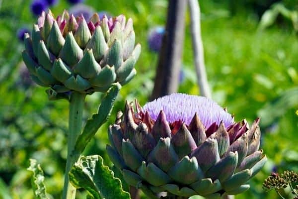 Detail Artichoke Flower Images Nomer 26